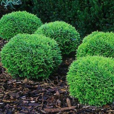 Туя западная Хосери Туя западная Хосери фото