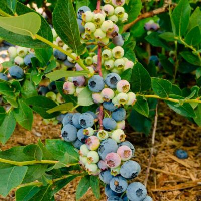 Голубика Эллиот (Высокорослая) Голубика Эллиот (Высокорослая) - Dolina-Sad.Ru