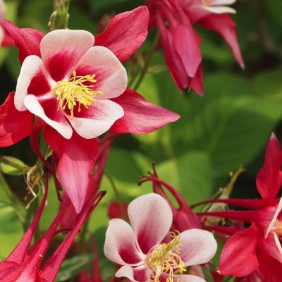 Аквилегия Свон Ред + Уайт Аквилегия Свон Ред + Уайт - Dolina-Sad.Ru