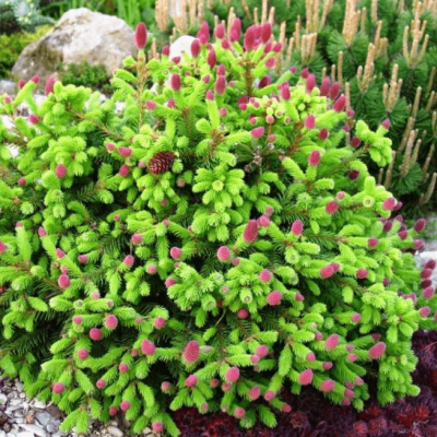 Ель Акрокона Ель Акрокона фото