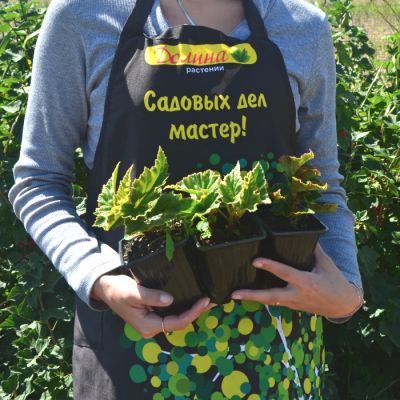 Бегония Вумми Апфельблют Бегония Вумми Апфельблют - Dolina-Sad.Ru