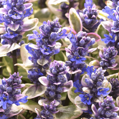 Живучка ползучая Принцесса Надя , С1,5 Живучка ползучая Принцесса Надя , С1,5 фото