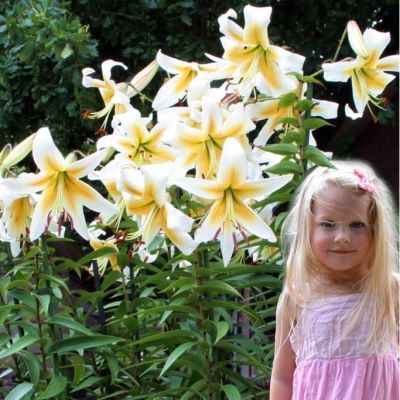 Лилия Мистер Писташ (в горшке) Лилия Мистер Писташ (в горшке) фото