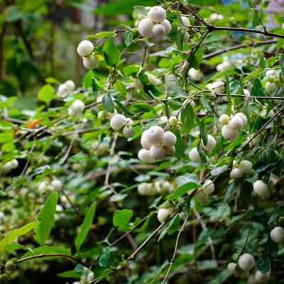 Снежноягодник белый, С3 Снежноягодник белый, С3 - Dolina-Sad.Ru