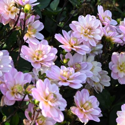 Георгина Пасифик Джевел - Dolina-Sad.Ru