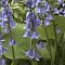 Гиацинтоидес Блю Гиацинтоидес Блю - Dolina-Sad.Ru
