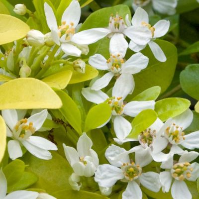 Шуазия троичатая Голдфингер Шуазия троичатая Голдфингер - Dolina-Sad.Ru