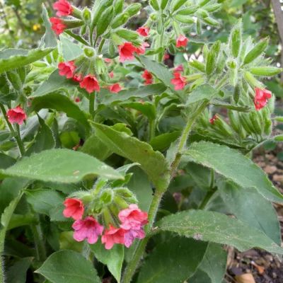 Медуница красная Редстарт - Dolina-Sad.Ru