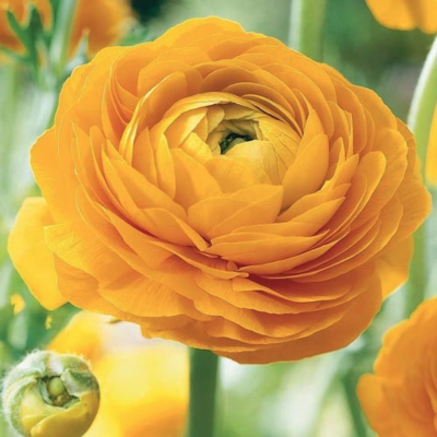 Ранункулюс Еллоу Ранункулюс Еллоу фото