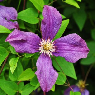 Клематис Полиш Спирит Клематис Полиш Спирит фото