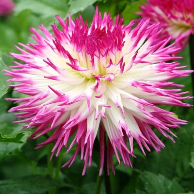 Георгина Пайнлэнд Принцесс (Гиганты) Георгина Пайнлэнд Принцесс (Гиганты) фото