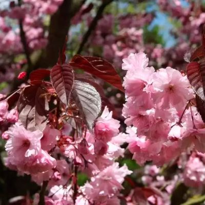 Сакура мелкопильчатая Роял Бургунди Сакура мелкопильчатая Роял Бургунди - Dolina-Sad.Ru