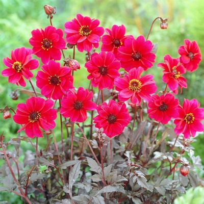 Георгина Бишоп оф Кантербери Георгина Бишоп оф Кантербери - Dolina-Sad.Ru