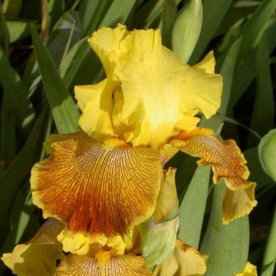 Ирис Рэд/Еллоу Ирис Рэд/Еллоу фото