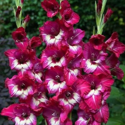 Гладиолус Джо Джо Гладиолус Джо Джо - Dolina-Sad.Ru