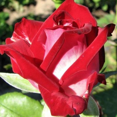 Роза Альянс Роза Альянс - Dolina-Sad.Ru