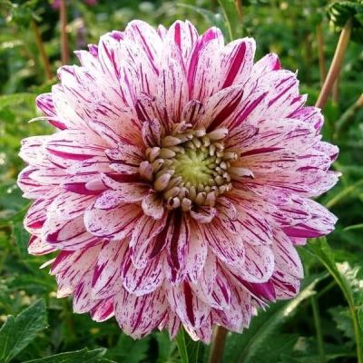 Георгина Смоки Георгина Смоки фото