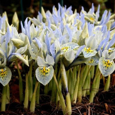 Ирис Катерина Ходкин Ирис Катерина Ходкин фото