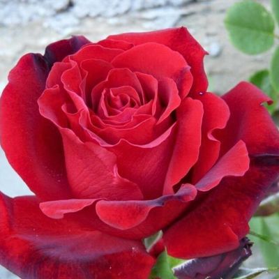 Роза Магнум Роза Магнум - Dolina-Sad.Ru