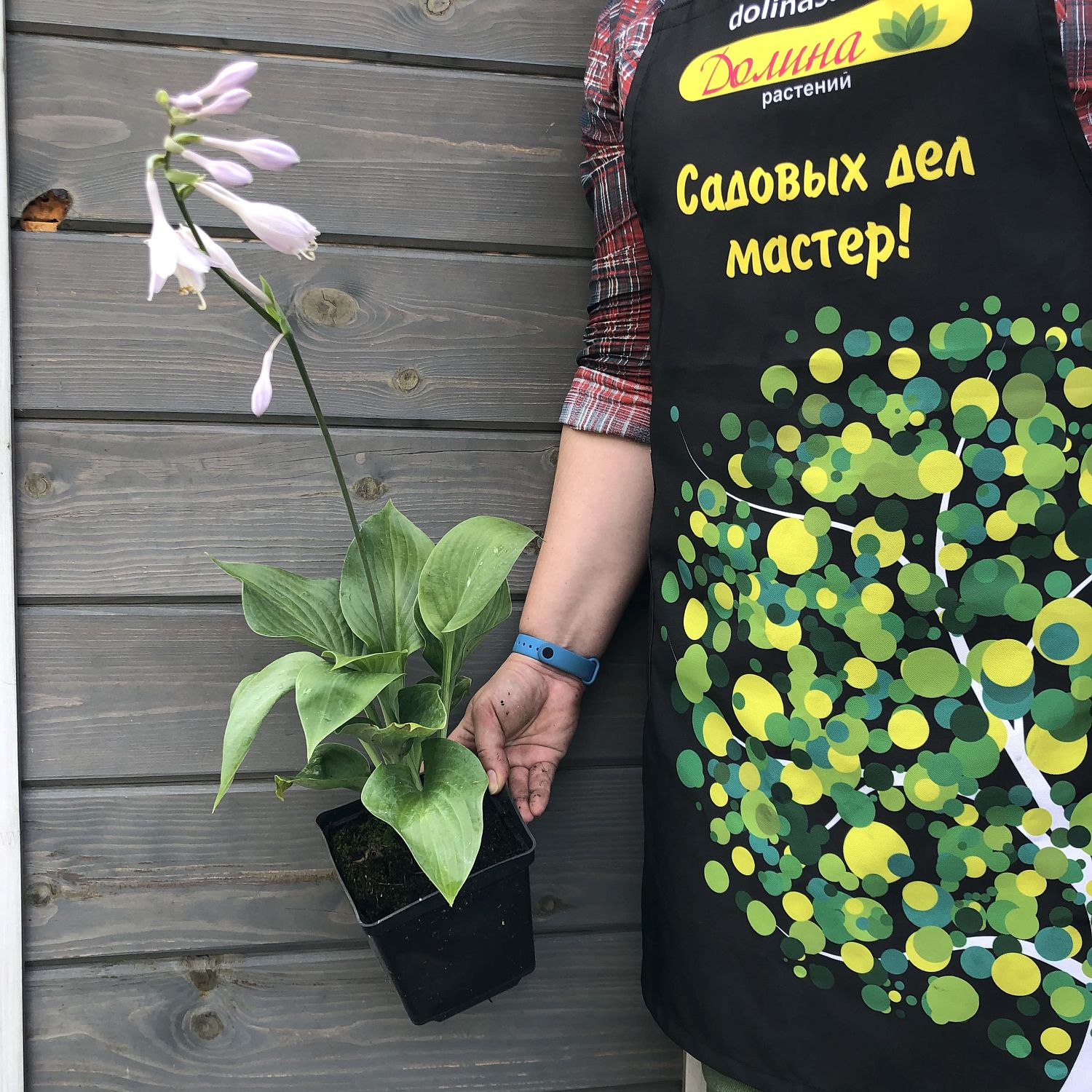 Хоста Зибольда Элеганс Хоста Зибольда Элеганс фото