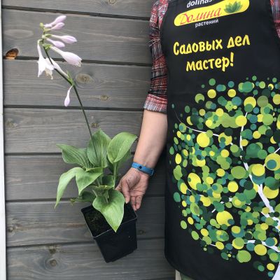 Хоста Зибольда Элеганс Хоста Зибольда Элеганс фото