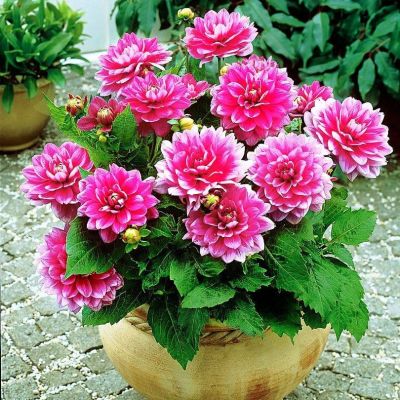 Георгина Блюзетте Георгина Блюзетте фото