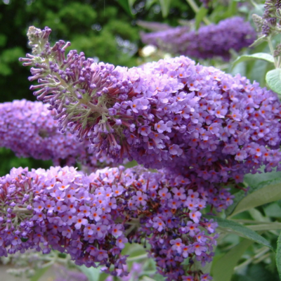 Буддлея Давида Пикок Буддлея Давида Пикок - Dolina-Sad.Ru