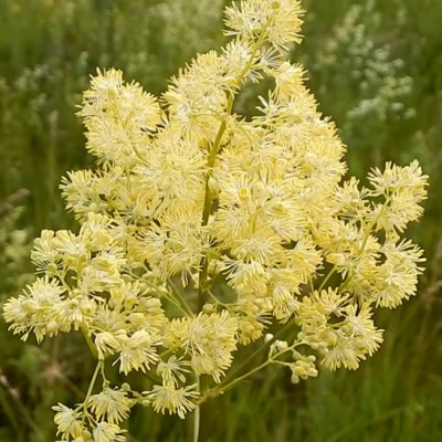 Василисник блестящий Василисник блестящий фото