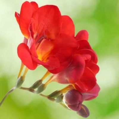 Фрезия Дабл ред фото