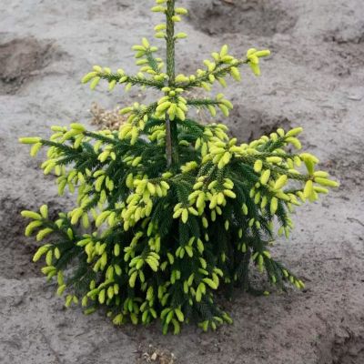 Ель восточная Ауреоспиката Ель восточная Ауреоспиката - Dolina-Sad.Ru