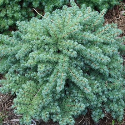 Лиственница японская Блю Дварф Лиственница японская Блю Дварф - Dolina-Sad.Ru