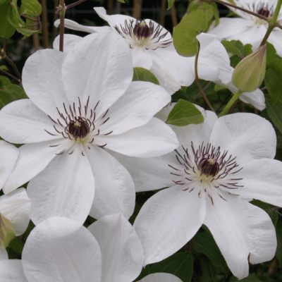 Клематис Матка Урсула Ледуховска Клематис Матка Урсула Ледуховска фото