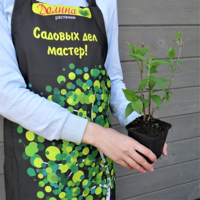 Гортензия метельчатая Юник Гортензия метельчатая Юник фото