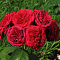 Роза Роткаппчен Роза Роткаппчен фото