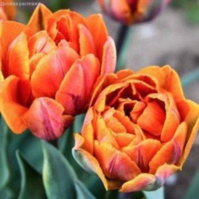 Тюльпан Монте Оранж Тюльпан Монте Оранж фото