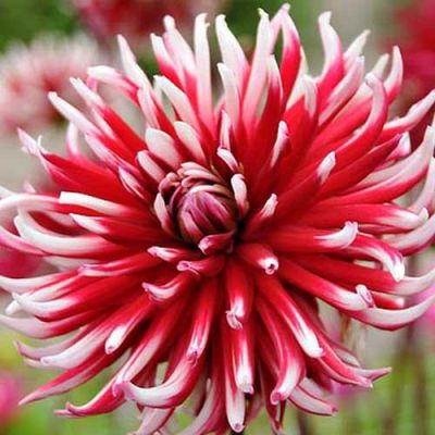 Георгина  Фриколет Георгина  Фриколет фото