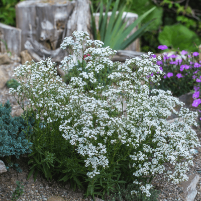 Гипсофила Фестиваль Уайт Флар , С1,5 Гипсофила Фестиваль Уайт Флар , С1,5 фото