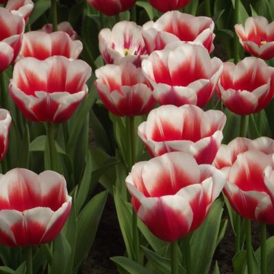 Тюльпан Поул Позишн Тюльпан Поул Позишн фото