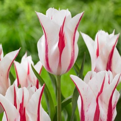 Тюльпан Мэрилин Тюльпан Мэрилин фото