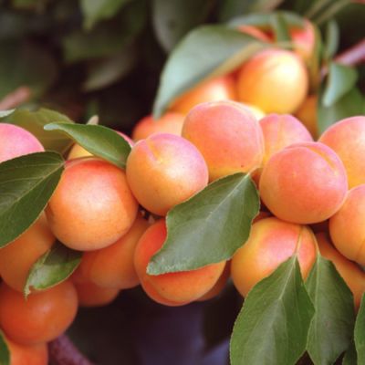 Абрикос Водолей Абрикос Водолей - Dolina-Sad.Ru