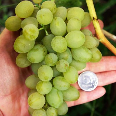 Виноград Элегант Виноград Элегант фото