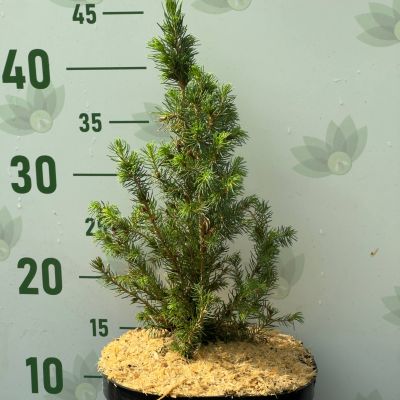 Ель сизая Коника Десембер, С3 - Dolina-Sad.Ru