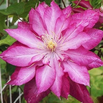 Клематис Каен - Dolina-Sad.Ru