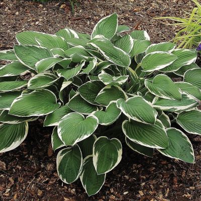 Хоста Фрэнси - Dolina-Sad.Ru