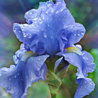 Ирис Блю Планет Ирис Блю Планет - Dolina-Sad.Ru