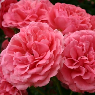 Роза Розариум Ютерсен Роза Розариум Ютерсен - Dolina-Sad.Ru