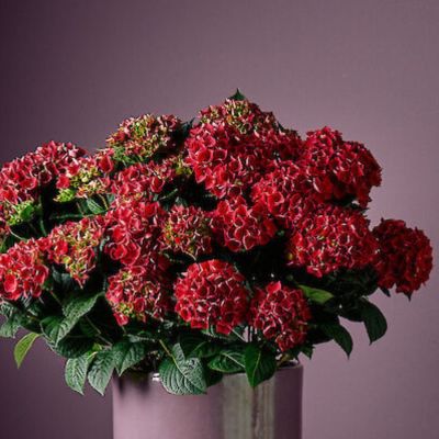 Гортензия крупнолистная Рана Гортензия крупнолистная Рана - Dolina-Sad.Ru