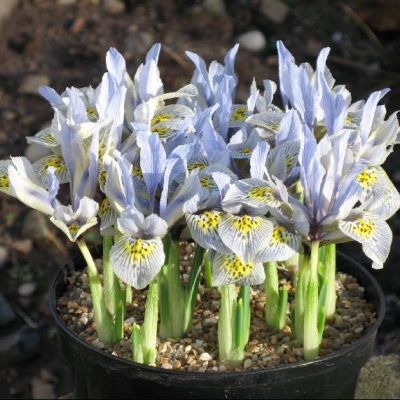 Ирис Катерина Ходкин Ирис Катерина Ходкин фото