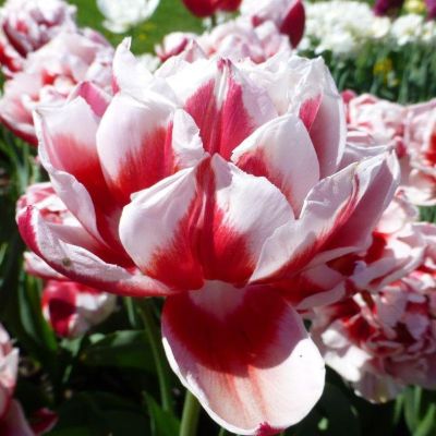 Тюльпан Хоризон Тюльпан Хоризон фото