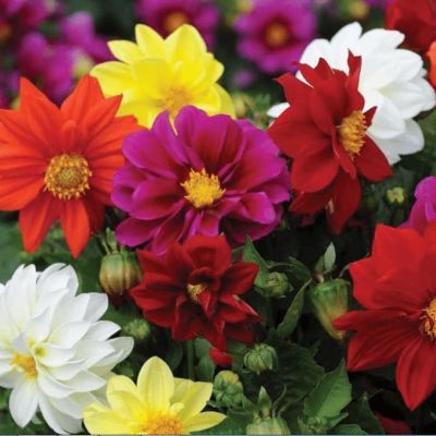 Георгина Махровая смесь окрасок фото